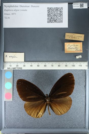 Media type: image;   Entomology 161236